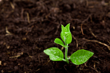 Young plant growing from the ground