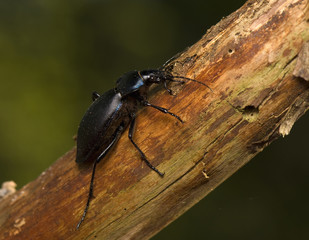 Carabus
