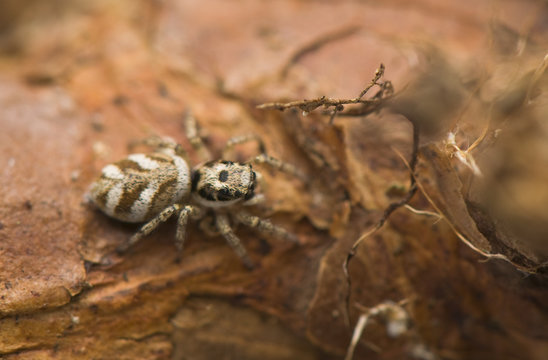 Jumping spider