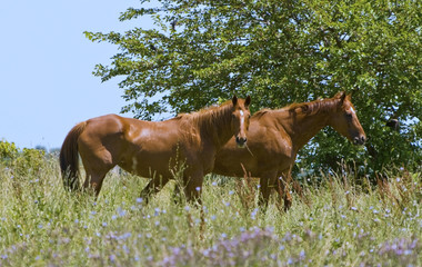 Obraz na płótnie Canvas Horses in Pasture