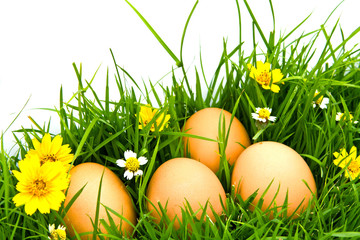 Easter Eggs with flower on Fresh Green Grass over white backgrou