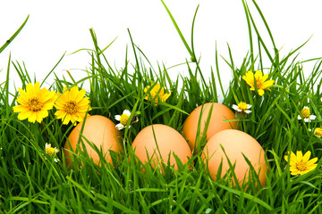 Easter Eggs with flower on Fresh Green Grass over white backgrou
