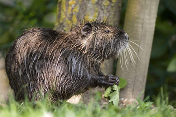 Ragondin - Myocastor coypus - Coypu - Nutria