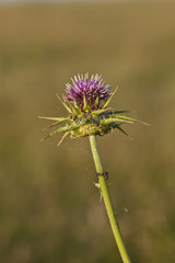 chardon en fleur