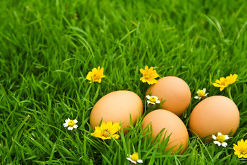 Fototapeta na wymiar Easter Eggs with flower on Fresh Green Grass over white backgrou