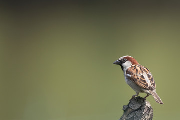 Passer domesticus (m) - Moineau domestique - House Sparrow