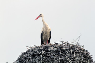 Cigüeña en su nido, ciconia ciconia