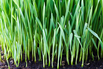 Green grass in a pot isolated on a white background