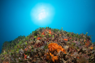 Paisaje submarino