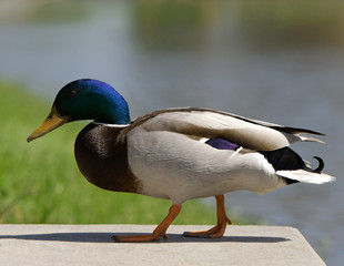 Wild duck