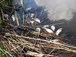 Intoxicated dead fish in a pond. Eco protection conceptual photo