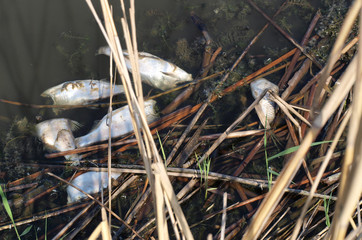 Dead fish