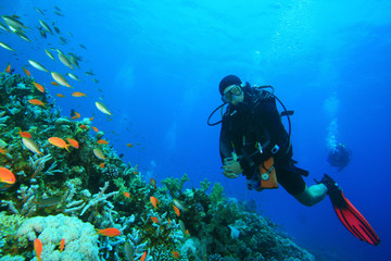 Scuba Diver explores a coral reef in the Red Sea