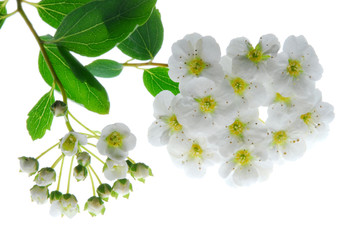 Obraz premium White flowers