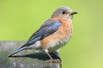 Female Eastern Bluebird