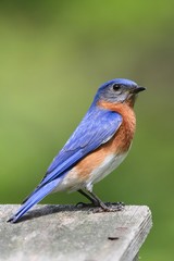 Male Eastern Bluebird