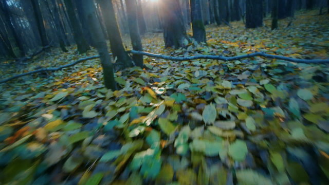Vision of animal in forest