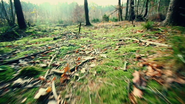 Vision of animal in forest