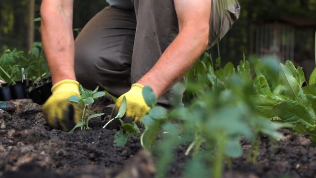 Planting in the garden