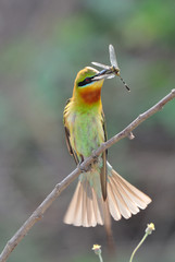 Blue-Tailed Bee Eater with Prey
