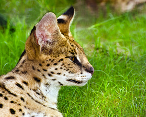 Naklejka na ściany i meble Profil portret Serval (felis serval)