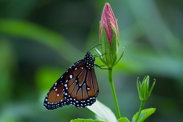 Monarque sur une fleur