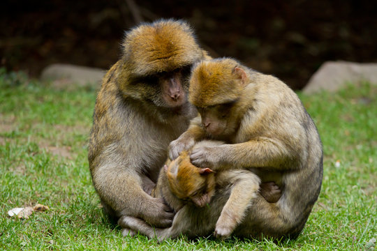 Epouillage en famille