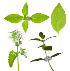 set of isolated mint leaves