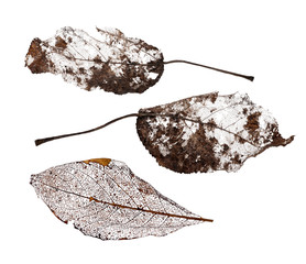 three brown dead leaves