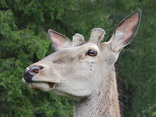 Deer