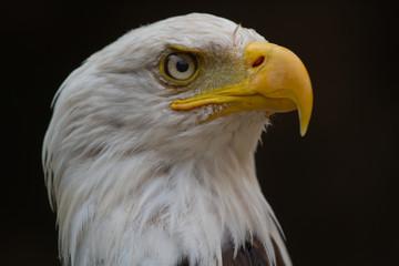Pygargue à tête blanche
