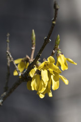 Yellow flower bush in bloom.