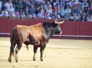 Fighting bull  from Spain. Brown bull
