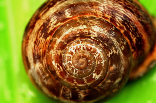 salyangoz, spiral,