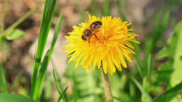 Macroshooting of a bee on a yellow flower