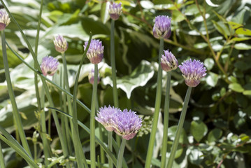 chives few