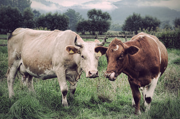 Obraz premium Cows