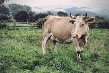 Naklejka na ściany i meble cow on meadow
