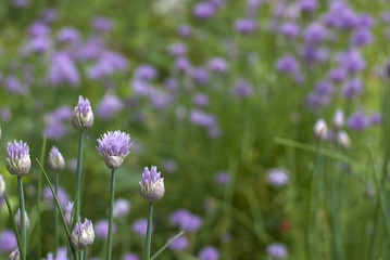 chives detail