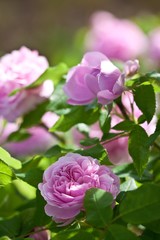 Garden roses