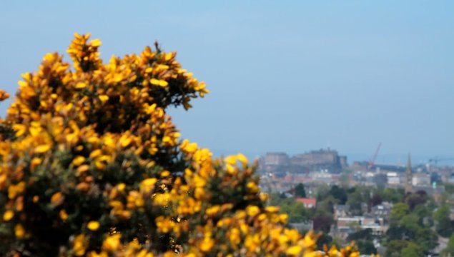 View of the castle in Edinburgh, with gorse flowers