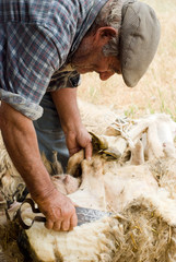 Sardegna, vecchio pastore tosa le pecore nella vecchia maniera - obrazy, fototapety, plakaty