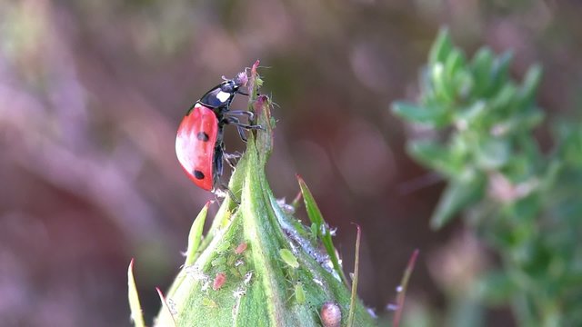d&eacute;vorer un puceron