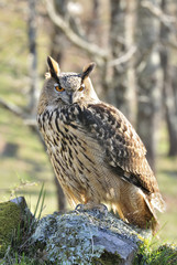 Búho real posado sobre una piedra.