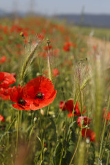 Fototapeta premium Coquelicot
