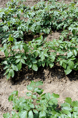 plants de pommes de terre