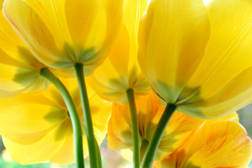 Żółte kwiaty tulipanów - obrazy, fototapety, plakaty