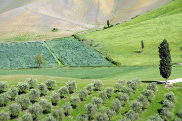 Fototapeta na wymiar pagórkowaty krajobraz toskański zielony wiosną z cyprysów i gajów
