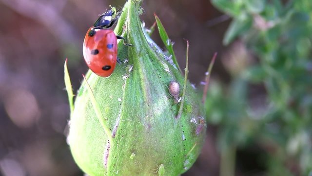 se gaver de pucerons