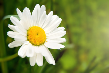Fototapeta premium camomile